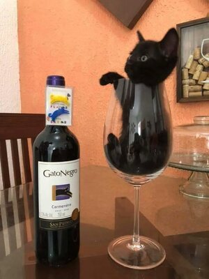 Gato Negro.jpg