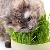 Grass4Cats