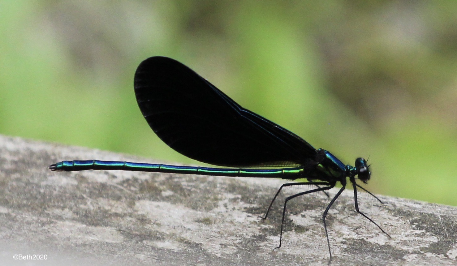 ebonyjewelwing3.jpeg